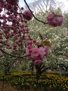 Spring in Central Park