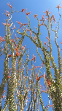 Ocotillo on fleek. 