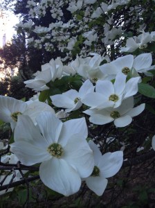 Dogwood season