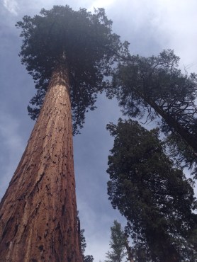 Mariposa Grove