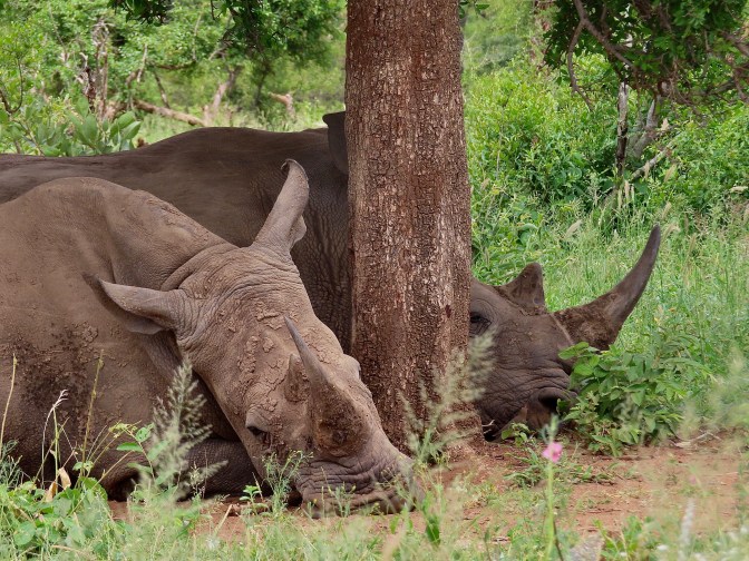 1A95A311-54FB-4A3A-84EC-642C0BA6A2F1