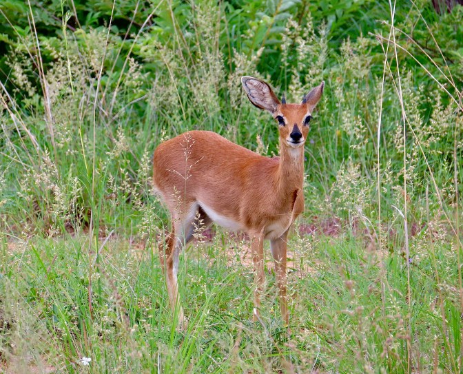 364ED987-8789-43BA-877C-30433F312DBC