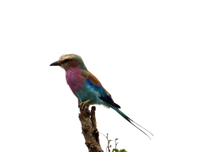 5A37BB3B-7FF9-4246-9231-637954748AD3