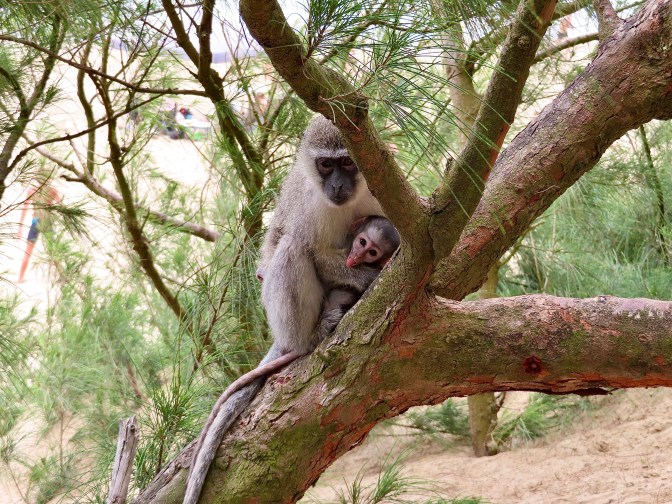 6B6E6B9D-2DD2-4AC5-AC5A-B529032B7306