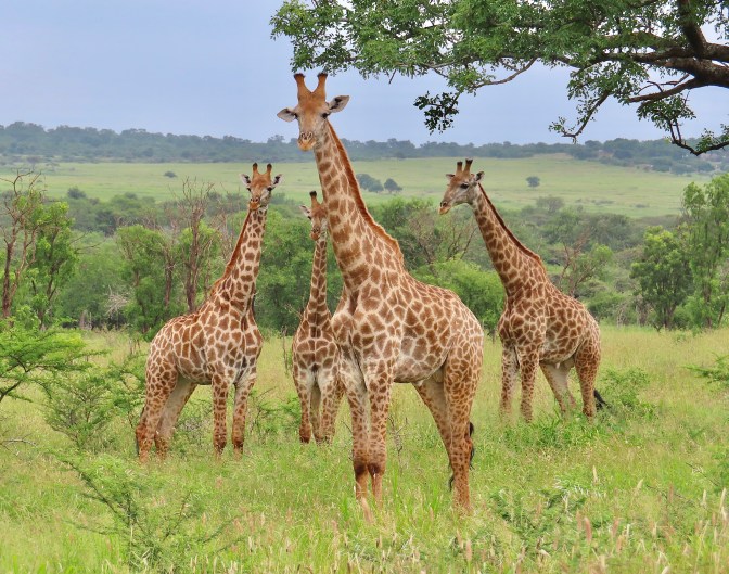 B1A474A6-3886-48FE-9526-437E6A2C0E27