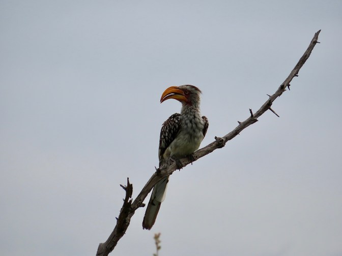 B4CE0974-9A8E-4262-9A3B-0AEB6F5F816C