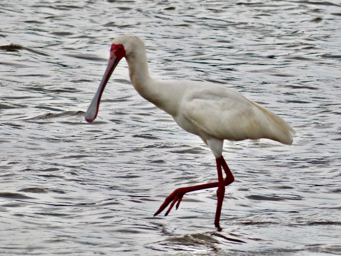 DAF8BD49-B7B7-4536-9850-0FB5427FE0BB