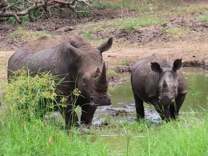 50CEFF0C-4FD4-47EC-8664-6D49DA867CA8