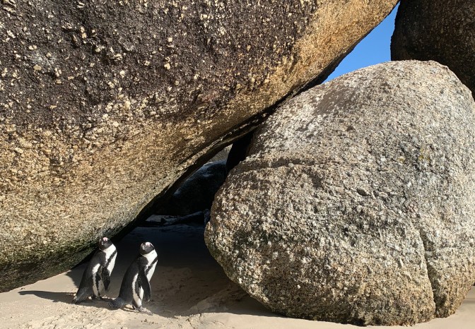 CDA94A93-8CA6-48D1-98FC-AECD57B2F265